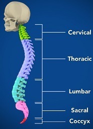 Spine